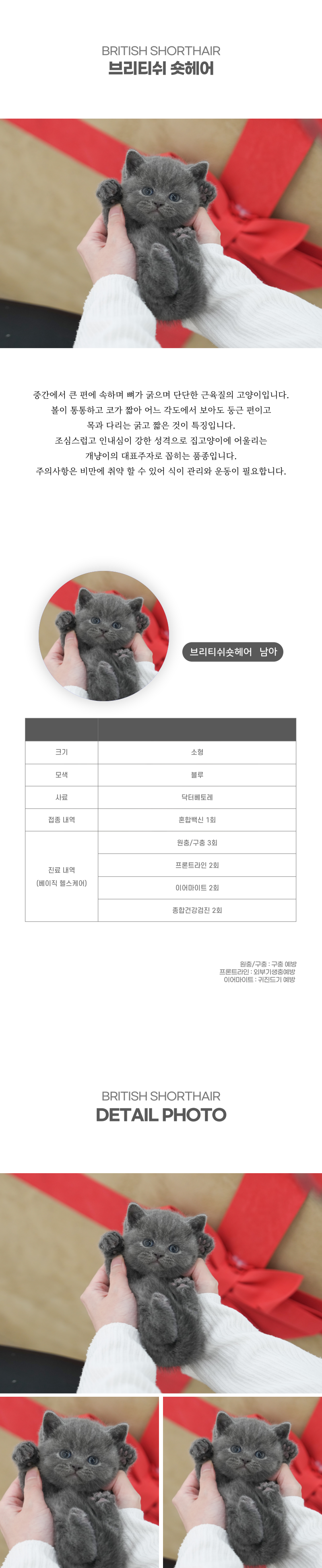 브리티쉬숏헤어_상세이미지_2